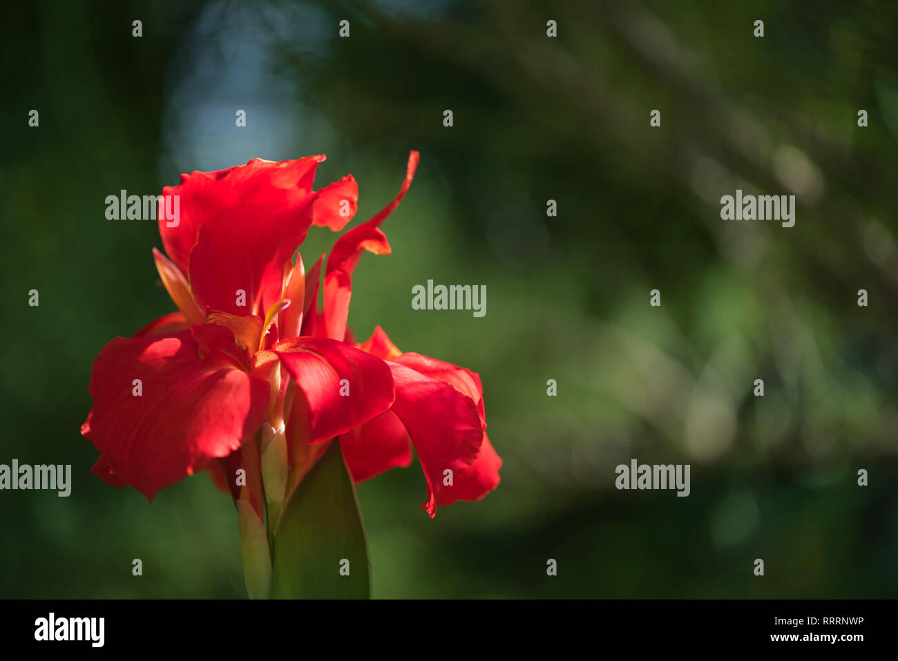 In der Nähe von einem schönen Rot Indian Shot Blume (Canna Indica) in einem Südamerikanischen Garten. Mit sanften Bewegungen unter dem Summer Breeze. Stockfoto