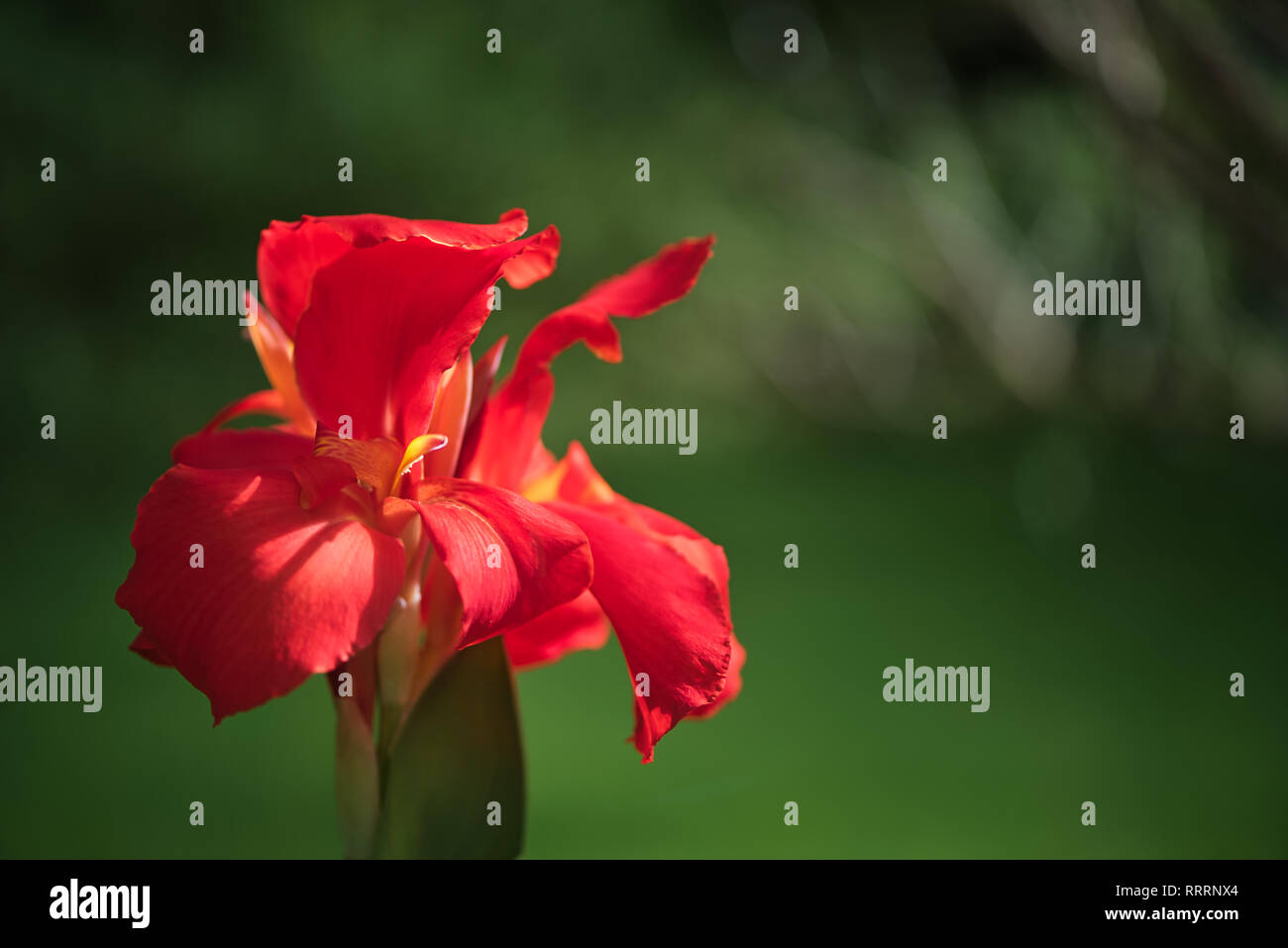 Nahaufnahme einer hübschen roten Indischen Schuß Blume (Canna Indica) in einem Südamerikanischen Garten. Mit sanften Bewegungen unter dem Summer Breeze. Stockfoto