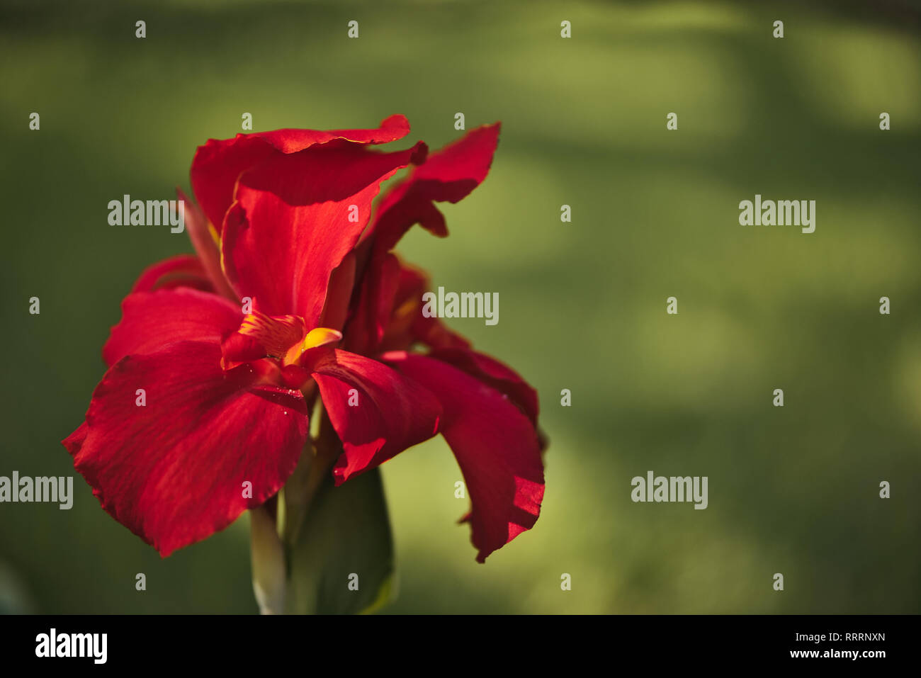 Nahaufnahme einer romantischen red Indian Shot Blume (Canna Indica) in einem Südamerikanischen Garten. Mit sanften Bewegungen unter dem Summer Breeze. Stockfoto