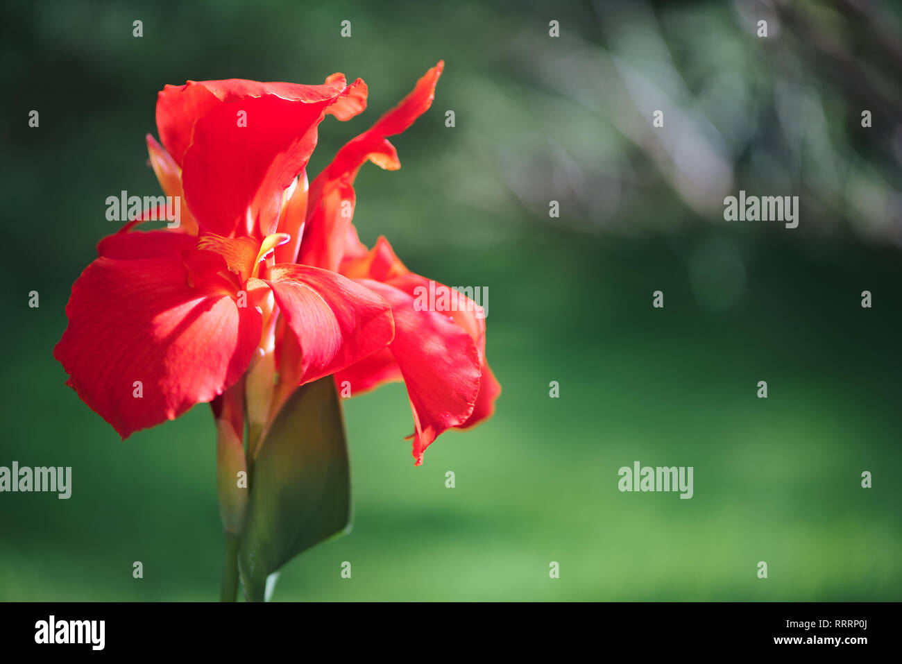 Nahaufnahme einer dezenten roten Indischen Schuß Blume (Canna Indica) in einem Südamerikanischen Garten. Mit sanften Bewegungen unter dem Summer Breeze. Stockfoto