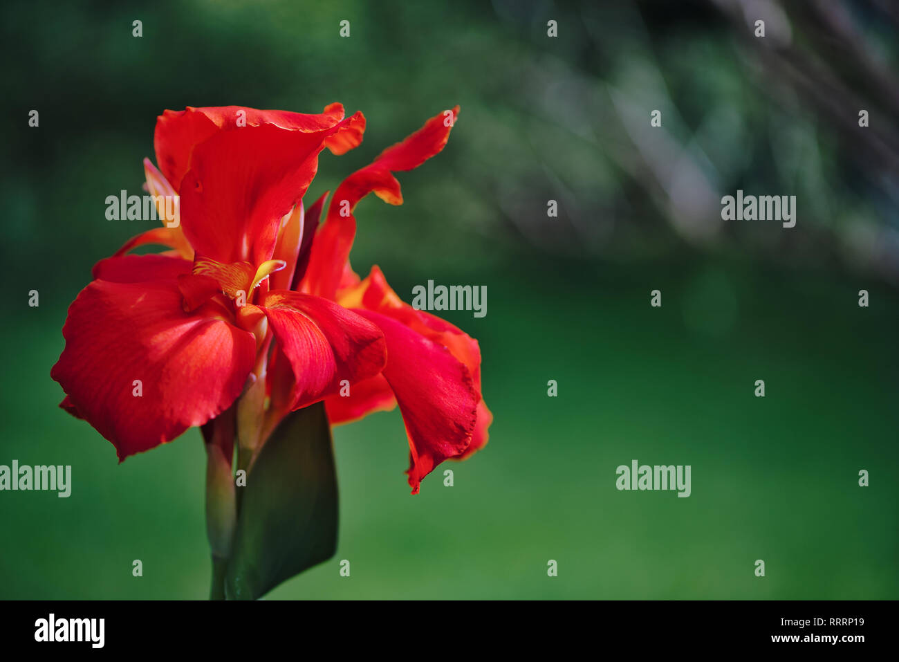 Nahaufnahme einer Vibrant red Indian Shot Blume (Canna Indica) in einem Südamerikanischen Garten. Mit sanften Bewegungen unter dem Summer Breeze. Stockfoto