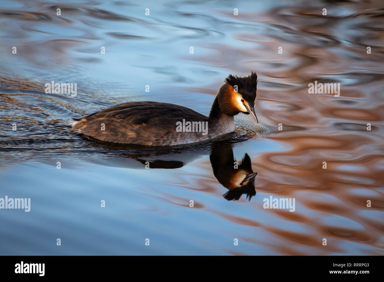 Haubentaucher aquatische Vogel Stockfoto