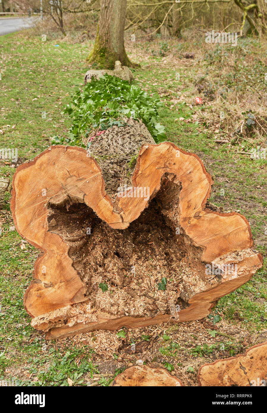 In einem Ausgehöhlten Baum geschnitten, bei einem lokalen Naturschutzgebiet verfault, aus Sicherheitsgründen. Stockfoto