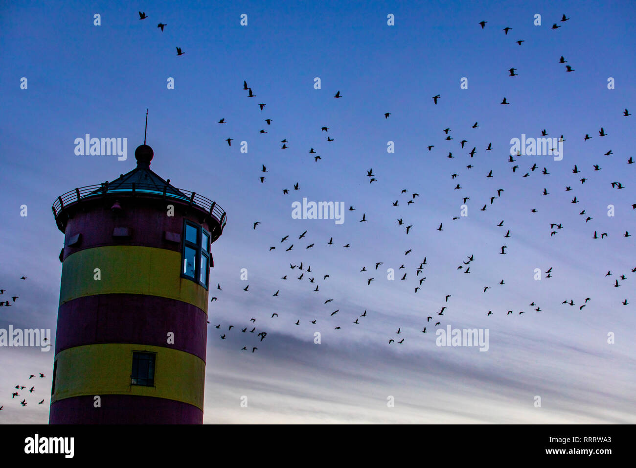 Der Pilsumer Leuchtturm auf dem Nordseedeich bei Pilsum, Gemeinde Krummhörn, Ostfriesland, Niedersachsen, Brandgänse fliegen am Abend, Stockfoto