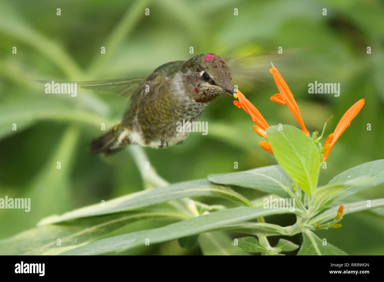 Eine Anna's Hummingbird schweben beim Füttern auf eine Orange Blume. Stockfoto