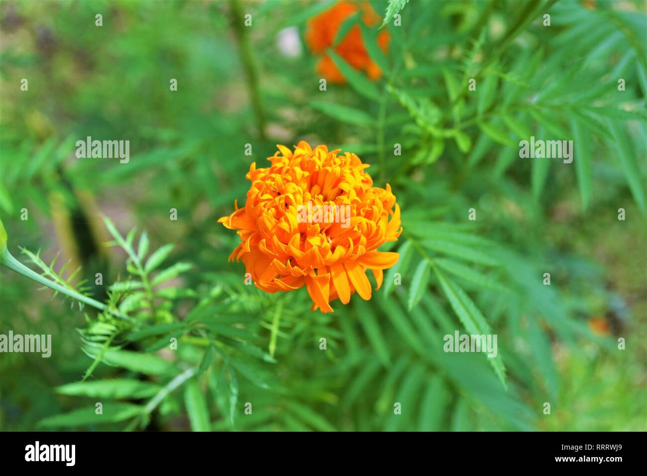 Orange Ringelblume oder mit wissenschaftlichen Namen als Lantana camara bekannt. Stockfoto