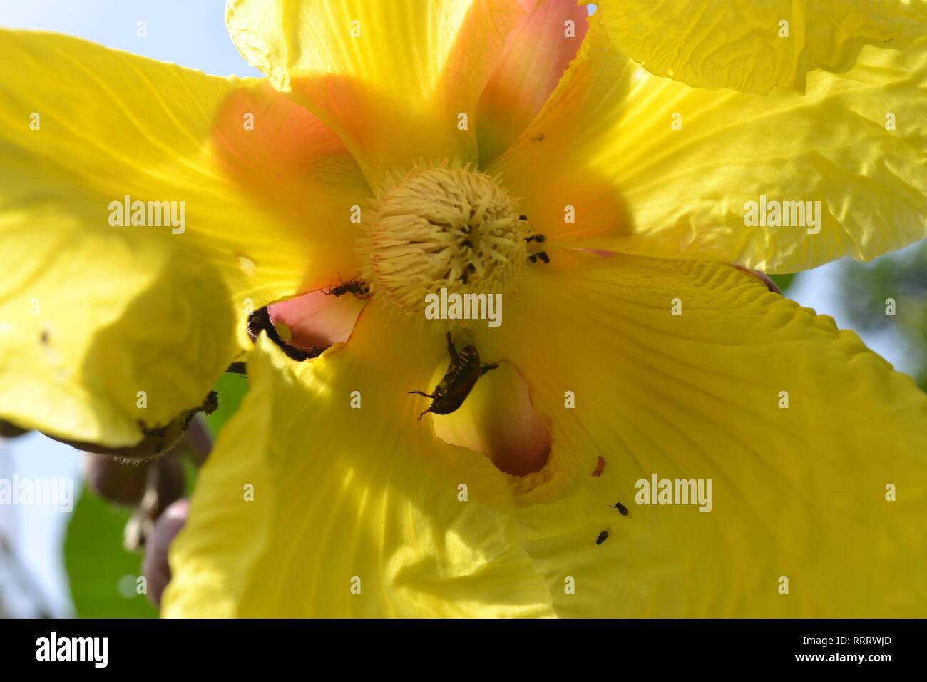 Schöne gelbe wilde Blume mit Bienen. Stockfoto