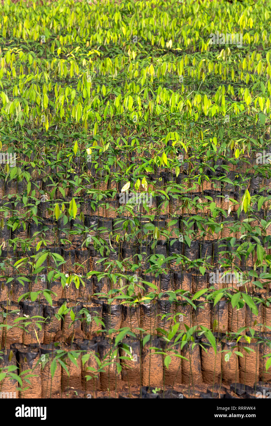 Gummi Pflanzen für die Landwirtschaft in eine Baumschule, Gummi, Kautschuk Landwirtschaft, Kerala, Indien bereit, Indien, Landwirtschaft, pradeep Subramanian Stockfoto