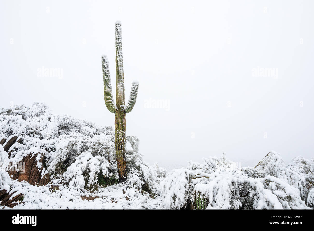 Saguaro Kaktus bedeckt mit Schnee in der Wüste nördlich von Phoenix, Arizona, USA Stockfoto