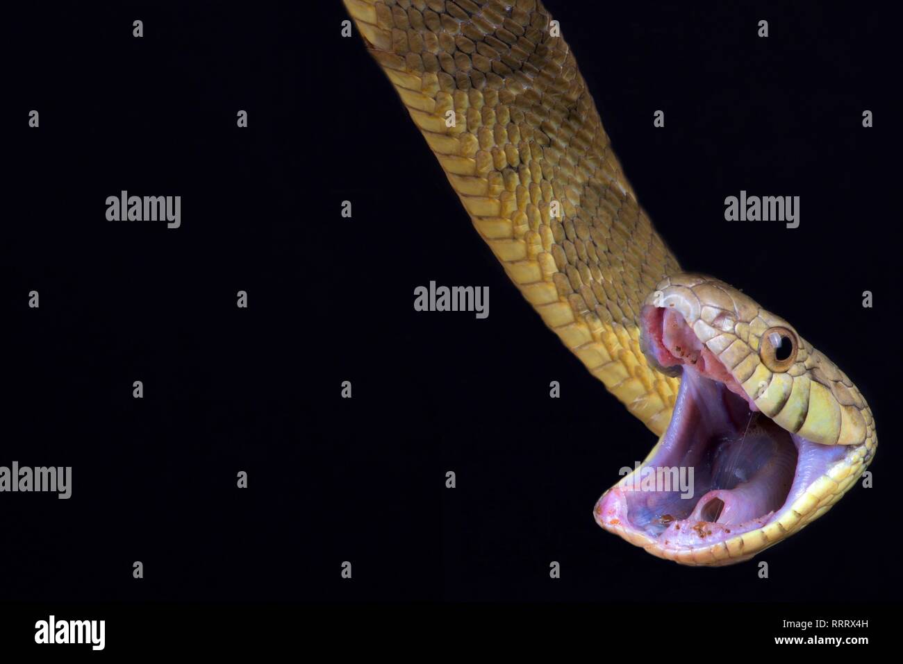 Blandings Tree Snake (Toxicodryas blandingii) Stockfoto