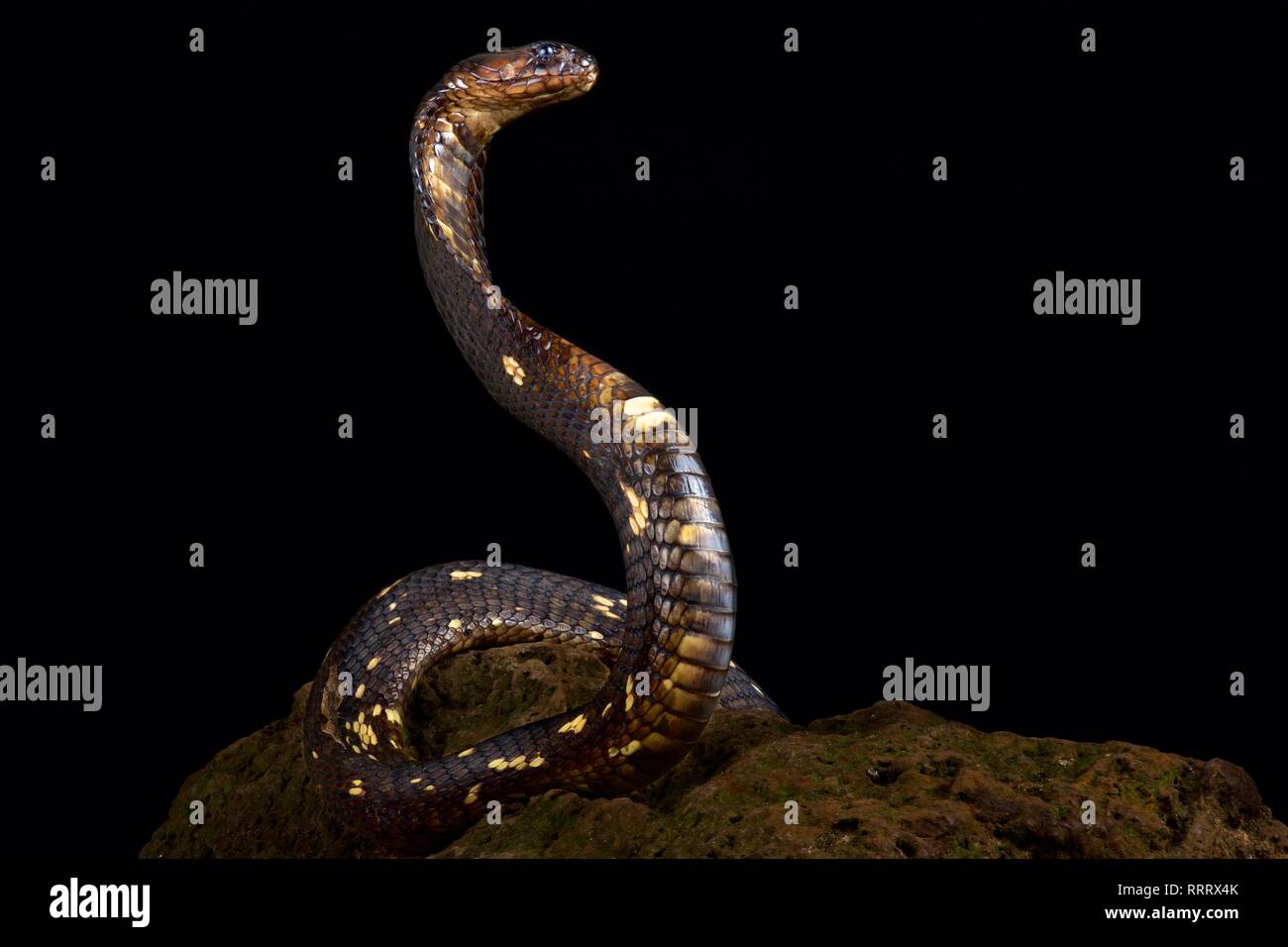 Ägyptische Kobra (Naja haje) Stockfoto