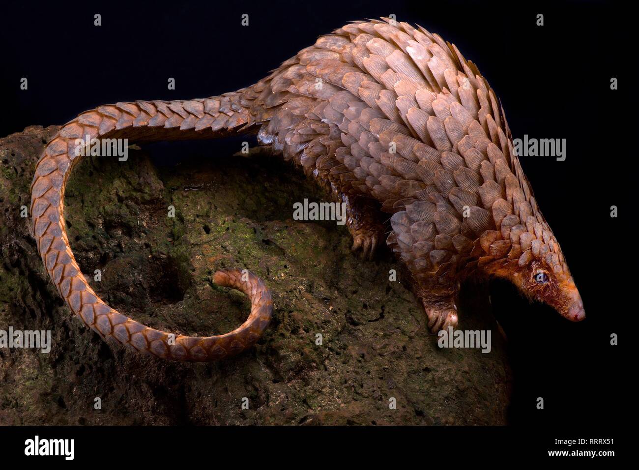 Baum (Phataginus tricuspis) Pangolin Stockfoto