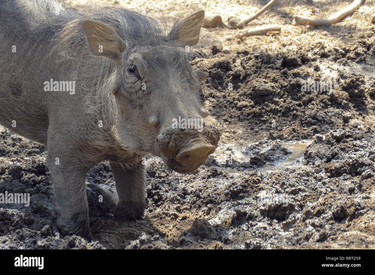 Warzenschwein mit Nase in der afrikanischen Savanne zu graben. Stockfoto