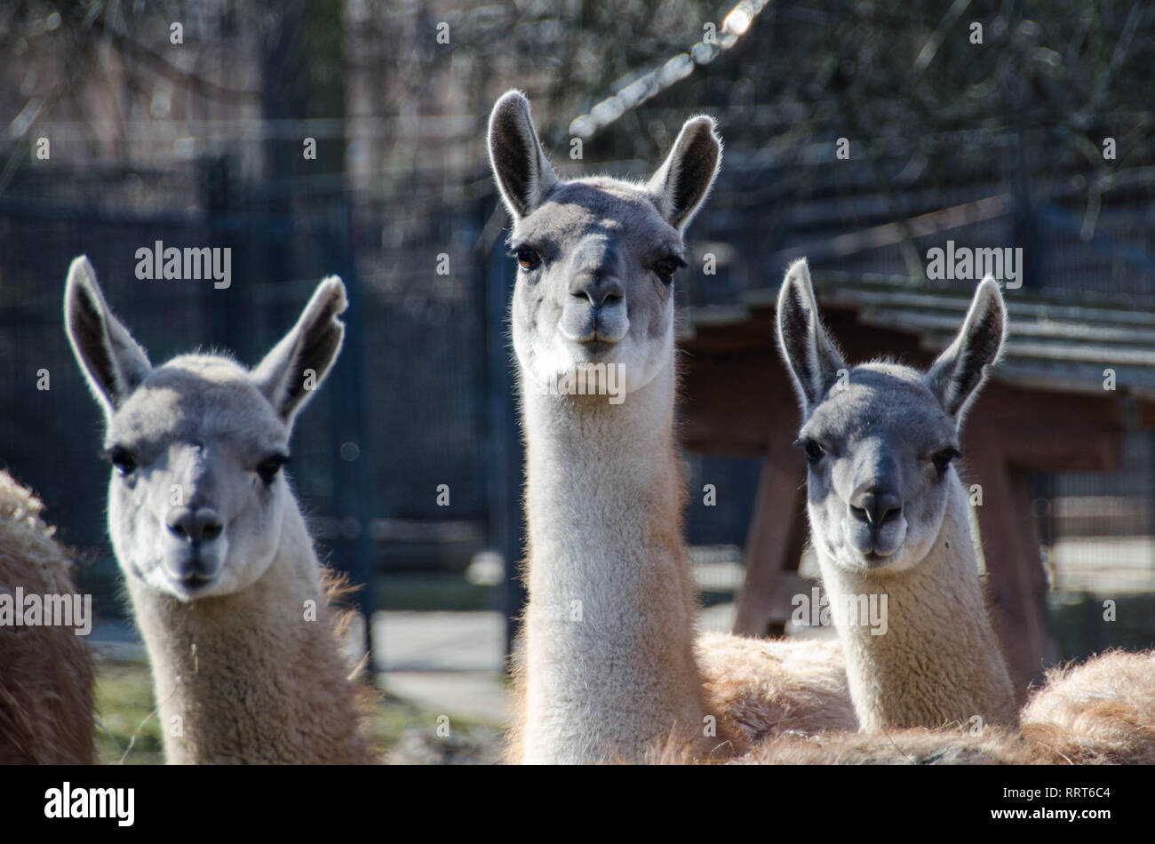 Drei Lamas starrte direkt in die Linse Stockfoto