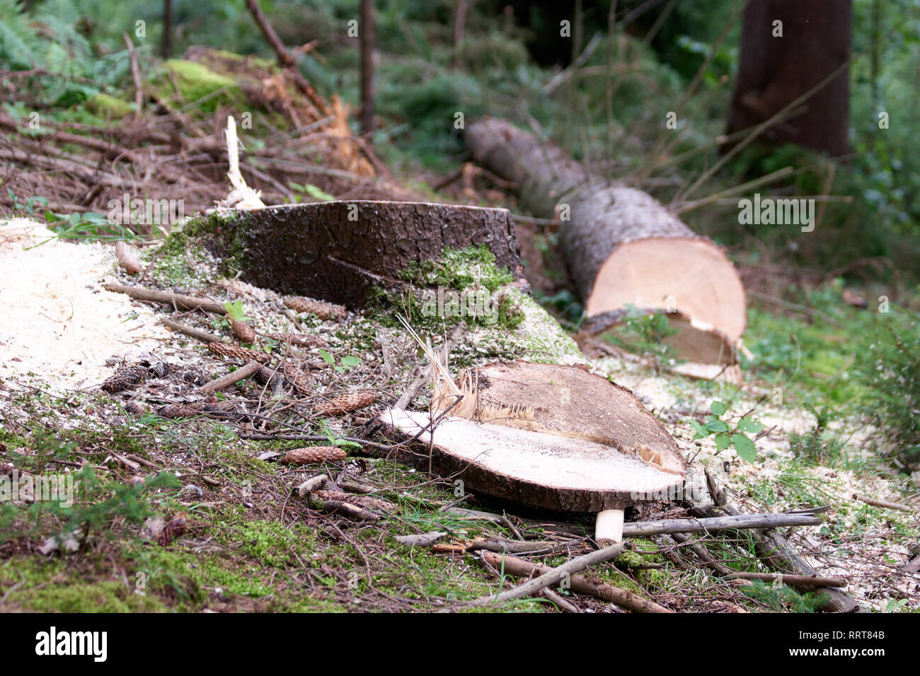 Frische Baumstumpf im Wald. Stockfoto