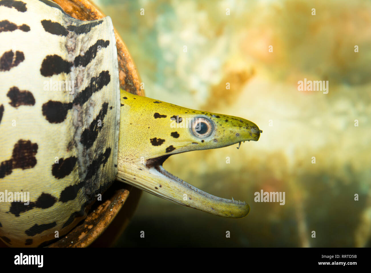 Muränen Gymnothorax favagineus (GESCHNÜRT) Stockfoto