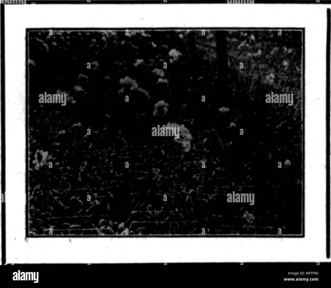 . Floristen Review [microform]. Blumenzucht. ^^ (BEACHTEN SIE DIE RINGE, DIE APPE4R IM) J^^ ONB FUSS ABSTÄNDEN ERLEICHTERT (schnelle und genaue Messung) RINGMETER - Der Garten Schlauch für Floristen' verwenden, weil: Es ist in den Längen von 60 contlnuoua U Füßen furnlBhed auf Rollen - keine Notwendigkeit des Denkens der verschwenderischen kurzen Enden. Ringe von erery mbber angezeigt werden Fuß und spaced, genau einen Fuß auseinander macht es selbst messen. Nur ein Ring für jeden Fuß, wie Sie die Haspel entspannen. Schnelle und präzise. Kein Fehler. Größter Sorgfalt tritt in der Konstruktion: nur die besten Materialien und workma Stockfoto