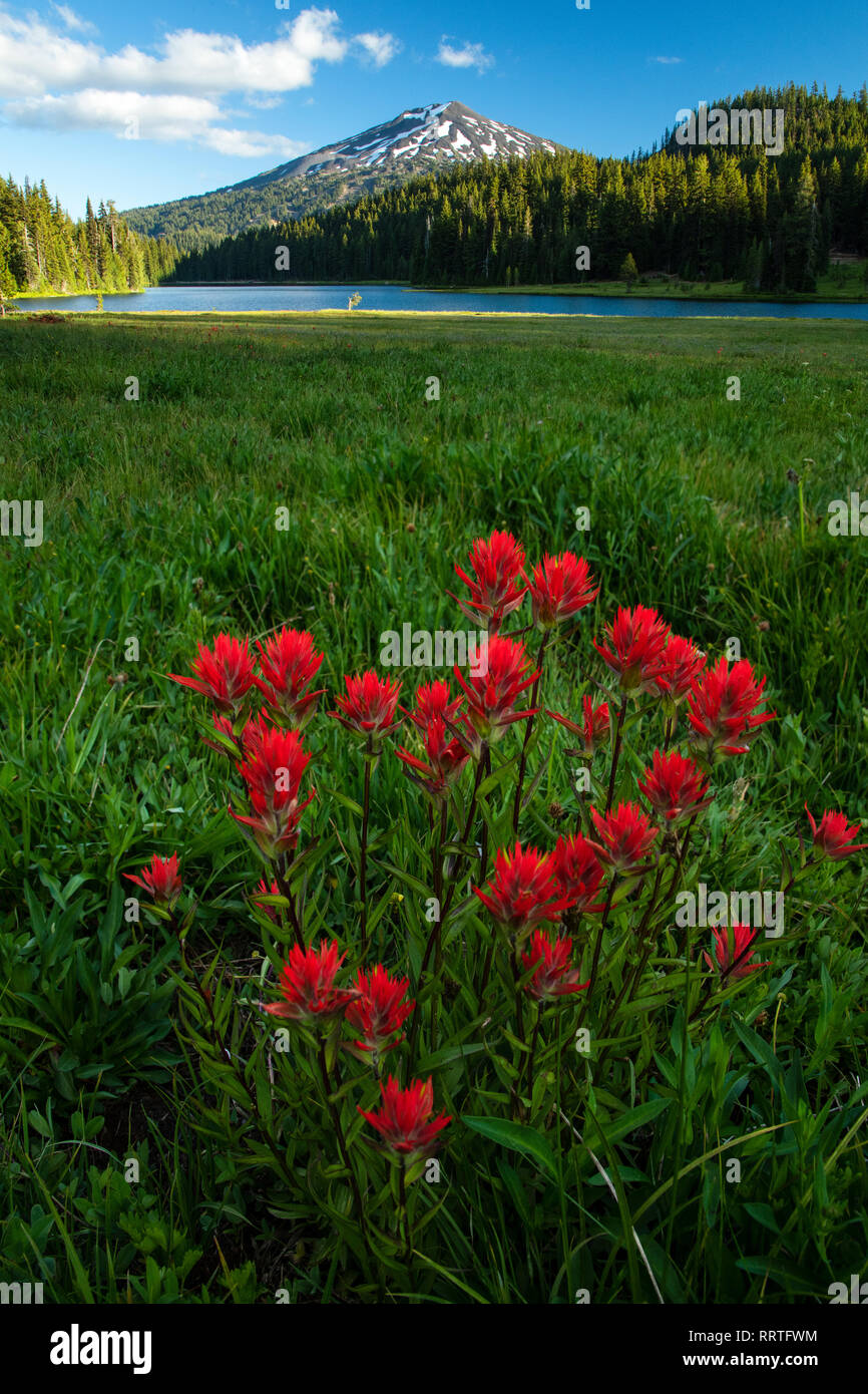 Nordamerika, Amerika, USA, Amerikanische, Pacific Northwest, Central Oregon, Oregon, Deschutes National Forest, Bend, Todd See mit Indian Paintbrush fl Stockfoto