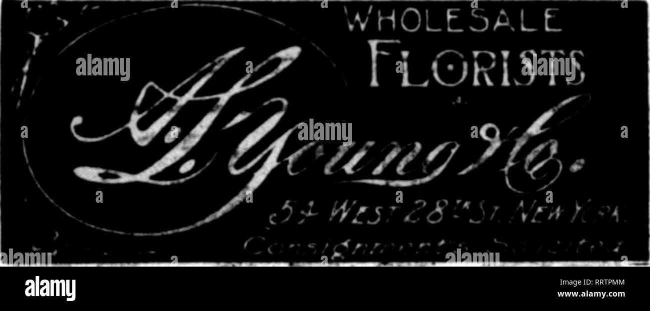 . Floristen Review [microform]. Blumenzucht. Die fjo^ ts^ Review rjqyi^M^RB19,^ | 14^ H. E. FROMENT WHCttpSAtE KOMMISSION FL9 RIST R"" "lv" r aiMl Versender aller y "RL" tl "s von C| Fl^" | frf?''''-Telefone 2200 und 2201 Madison Square S 7 W "9" 2&lt; tth Street NEW YORK THANH H. TRACHSLY CHARME SCMKHfUi wenn TBAENDLY" schenck VVholesale Floristen und Schneiden riower ftdianle'^131,1^3 W. 28 tlh'^St., NEW YORK Telefone 798 und 799 Madison Square SENDUNGEN SOUCITED) • •!" WALTefil F. SHERIDAN Großhandel.. Florist*.*" 31-133 West 28 St., NEW YORK erwähnen die Überprüfung, wenn Ron schreiben. Zentrale für NOv/EL Stockfoto