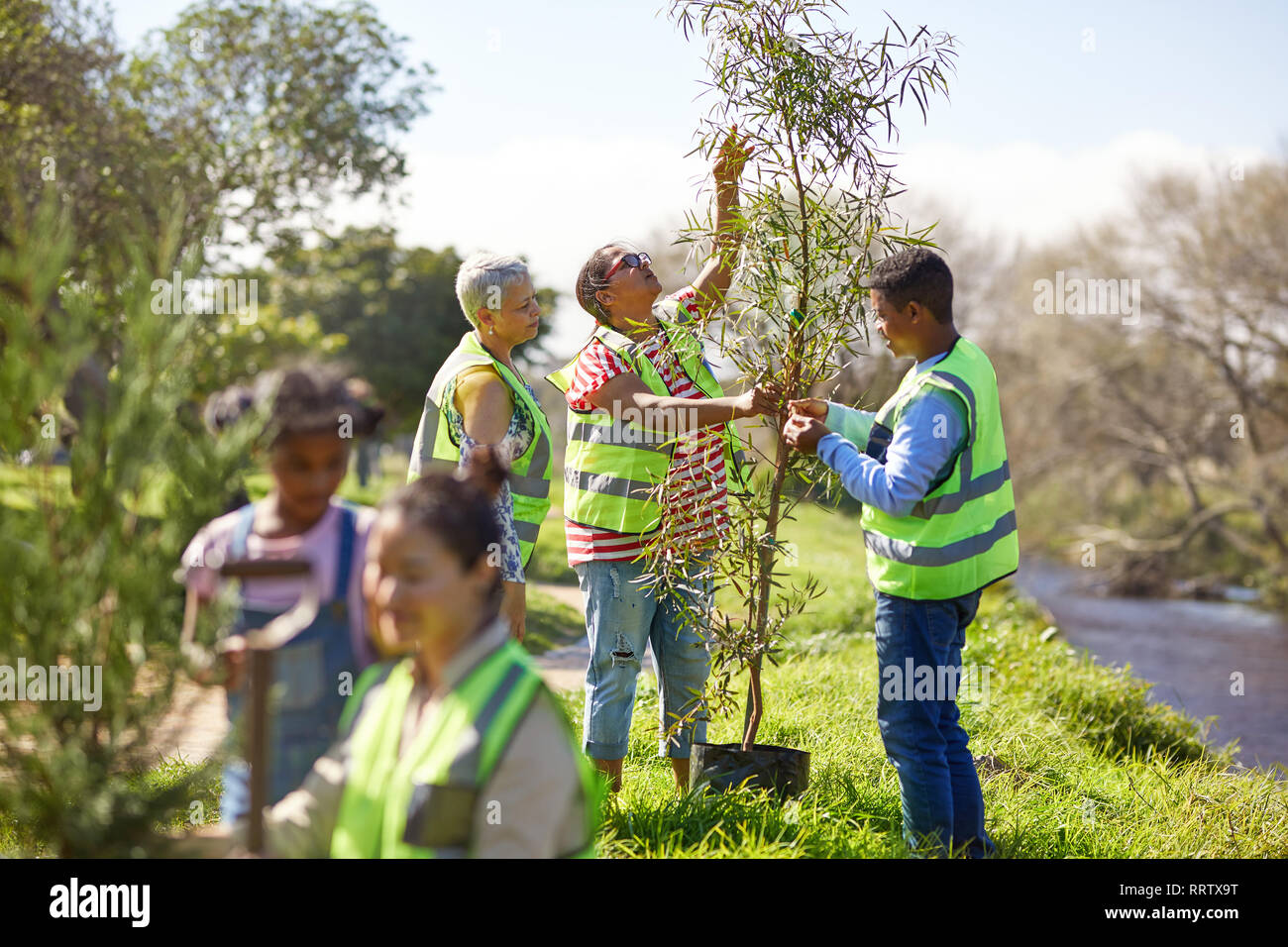 Freiwillige Anpflanzung von Bäumen im sonnigen Park Stockfoto