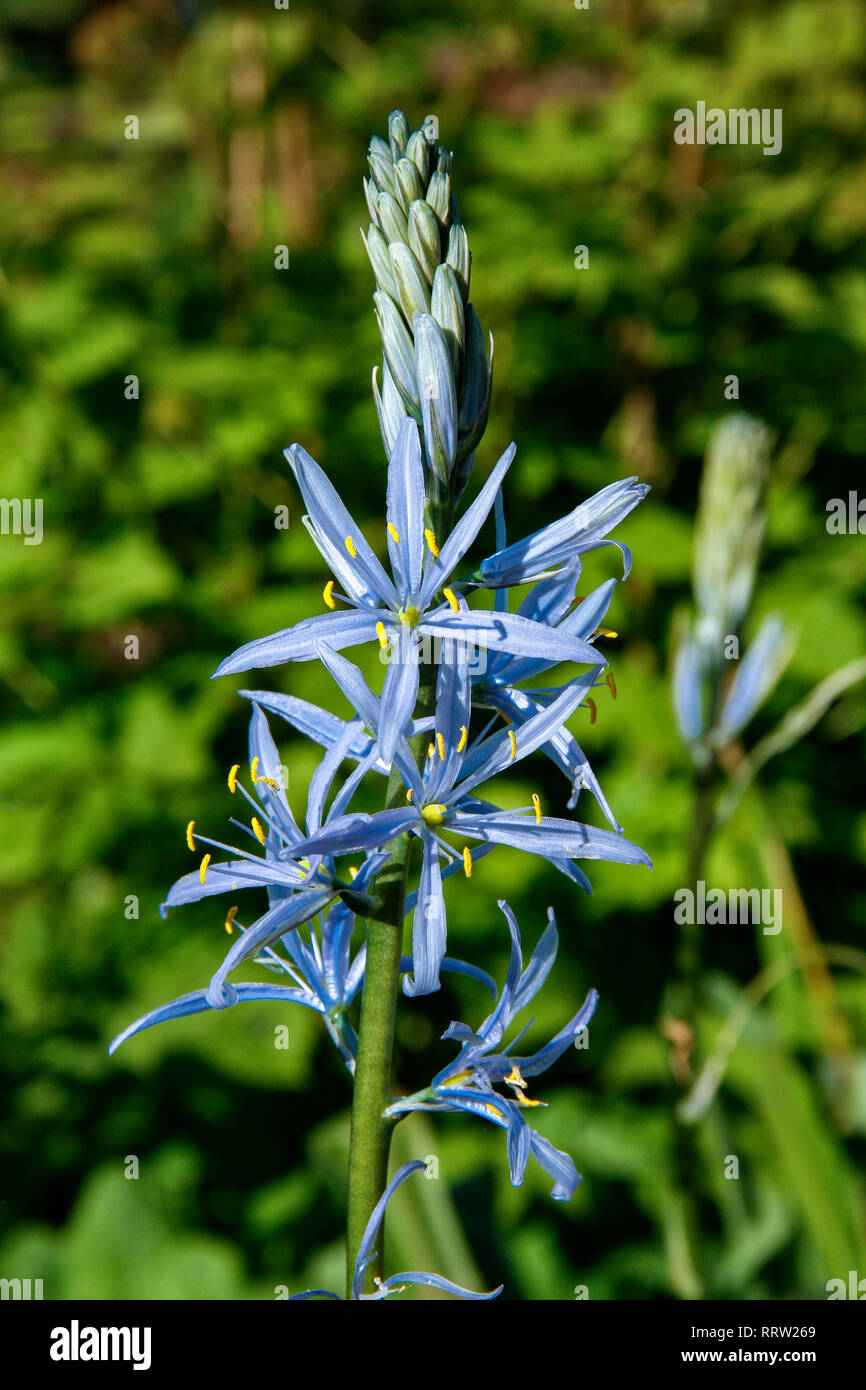 Blue Star geformte Blüten von Camassia cusickii (Cusick in Camas) Stockfoto