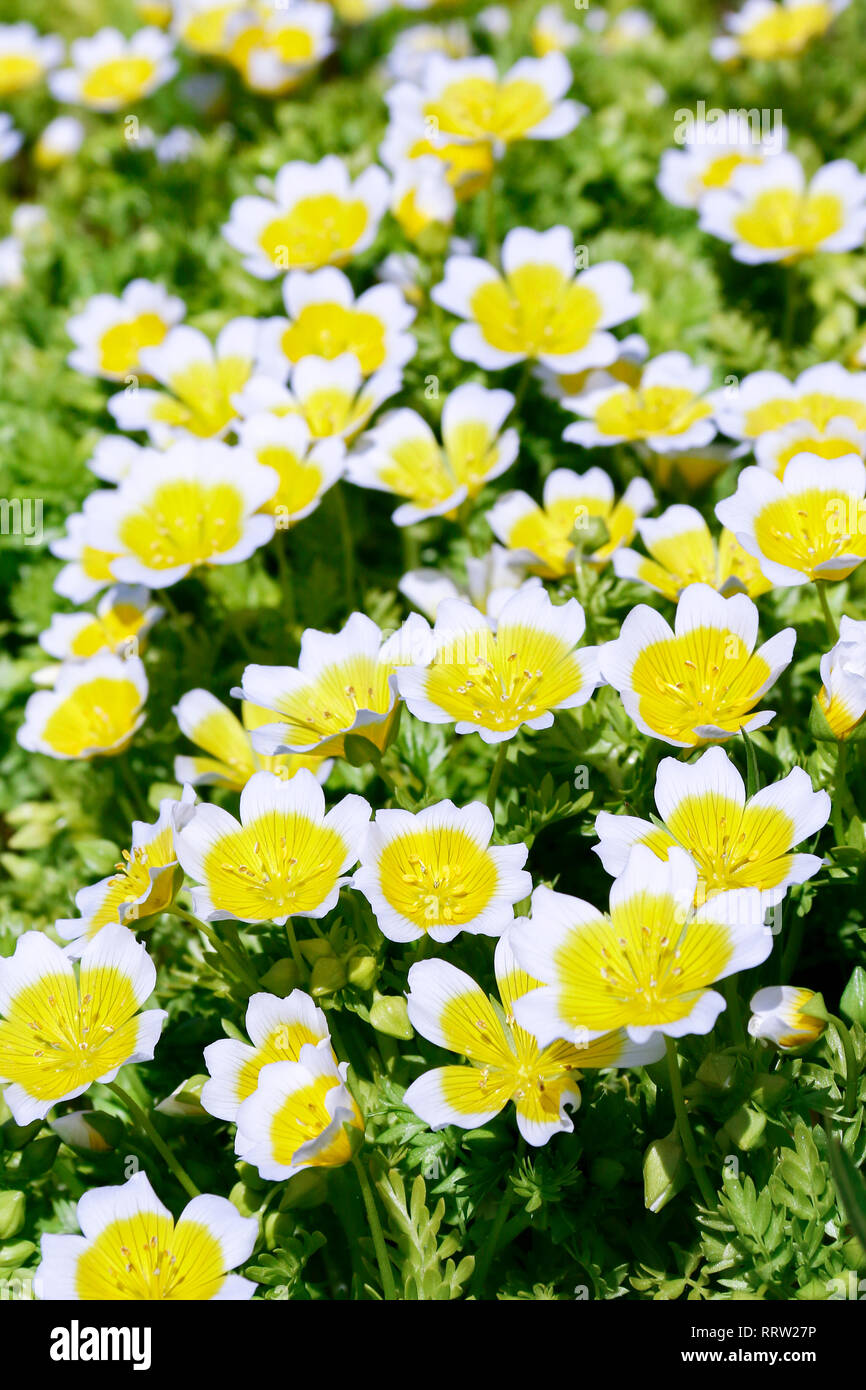 Cluster von gelben und weißen Blumen der Limnanthes maculata (pochiertes Ei Anlage) Stockfoto