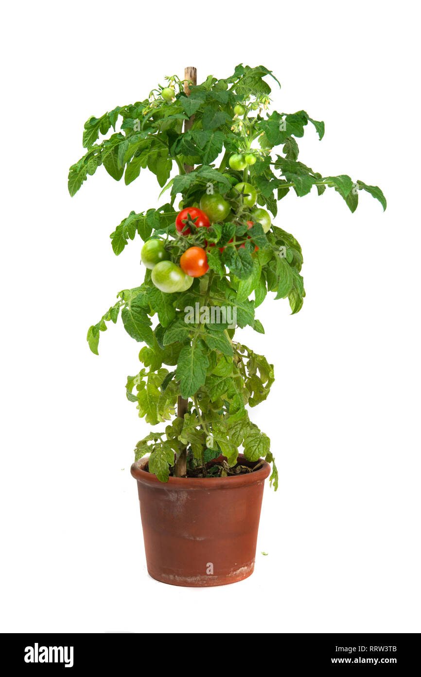 Tomate wachsen in einem Blumentopf auf weißem Hintergrund Stockfoto