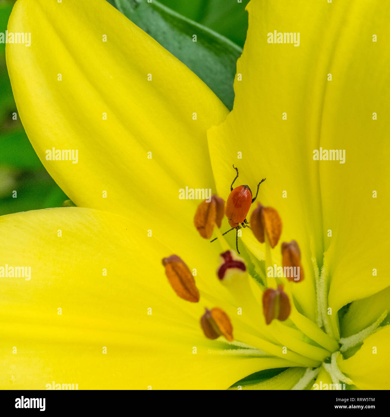 Eine gelbe Lilie detail Makro close up close-up mit getarnte Insekten Käfer Käfer durch Staubfaden Stockfoto