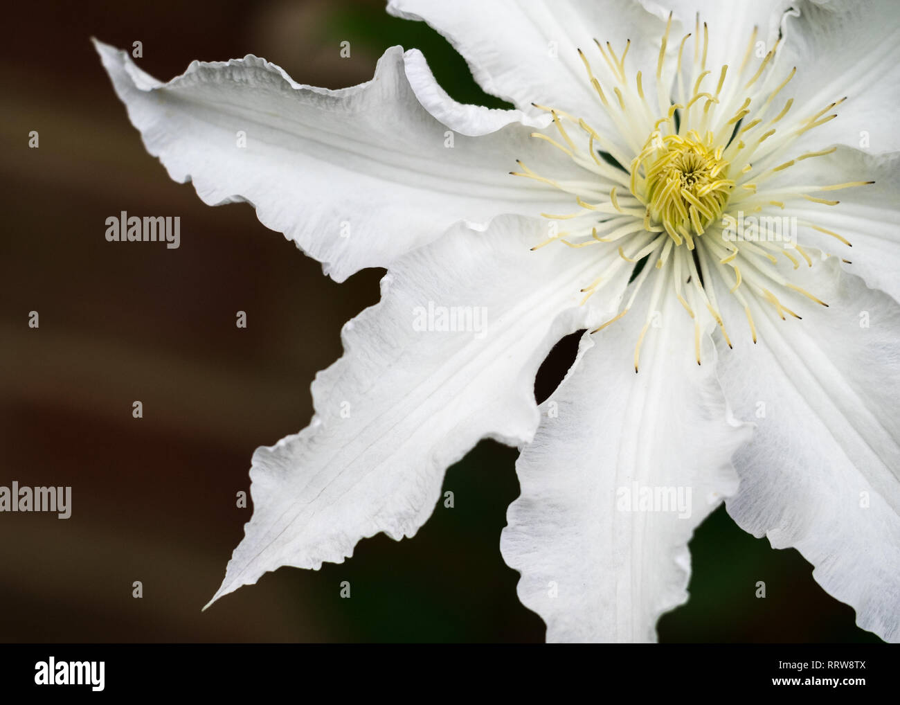 Ein Makro Detail close up close-up ein weißes Blütenblatt Clematis 'Gillian Blades 'äußeren Blütenblatt Kante von oben Gesicht auf mit gelben Staubgefäße dunkler Hintergrund Stockfoto