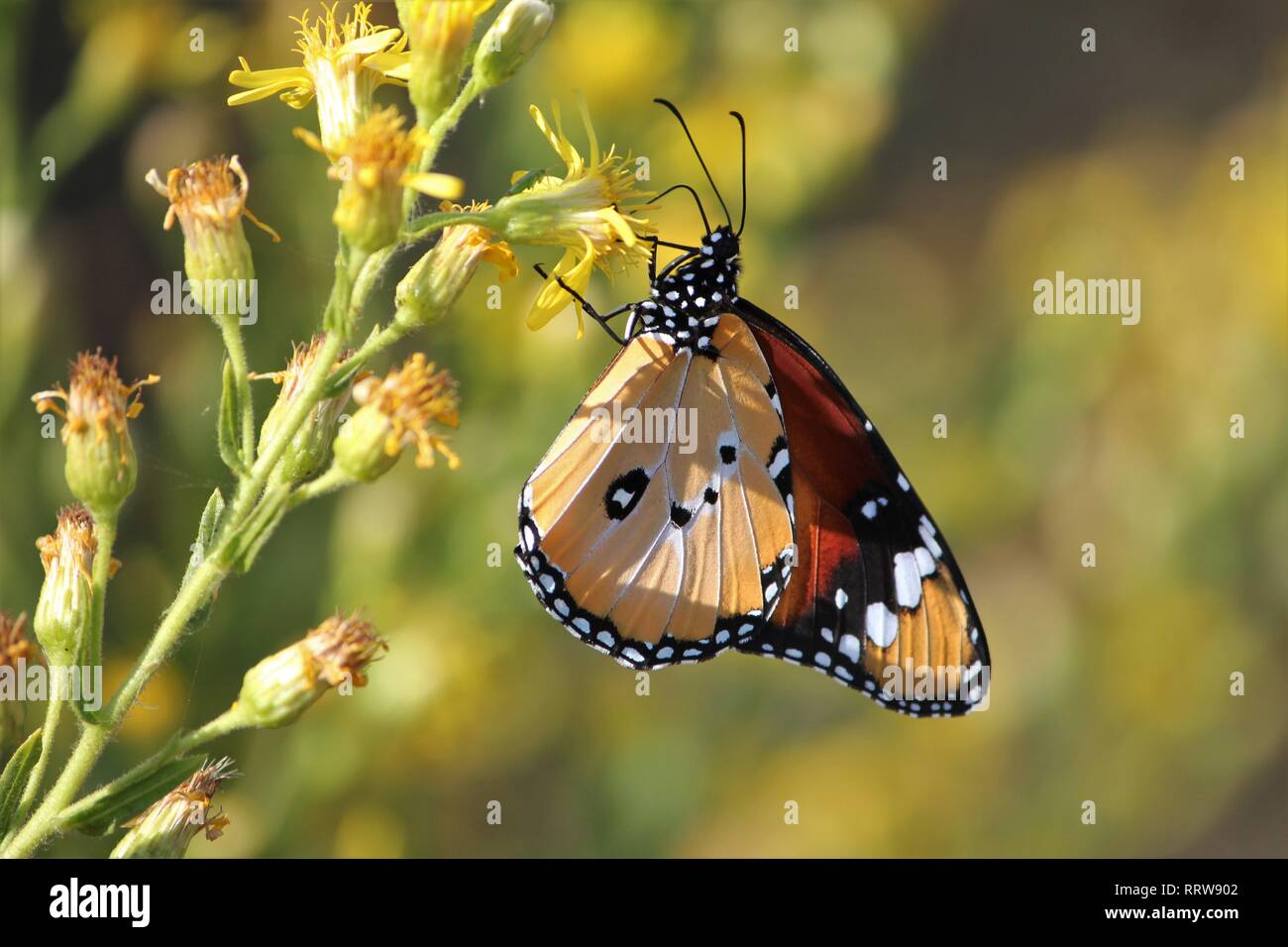 Afrikanischer Monarch (Danaus chrysippus) Orosei, Sardinien, Italien Stockfoto