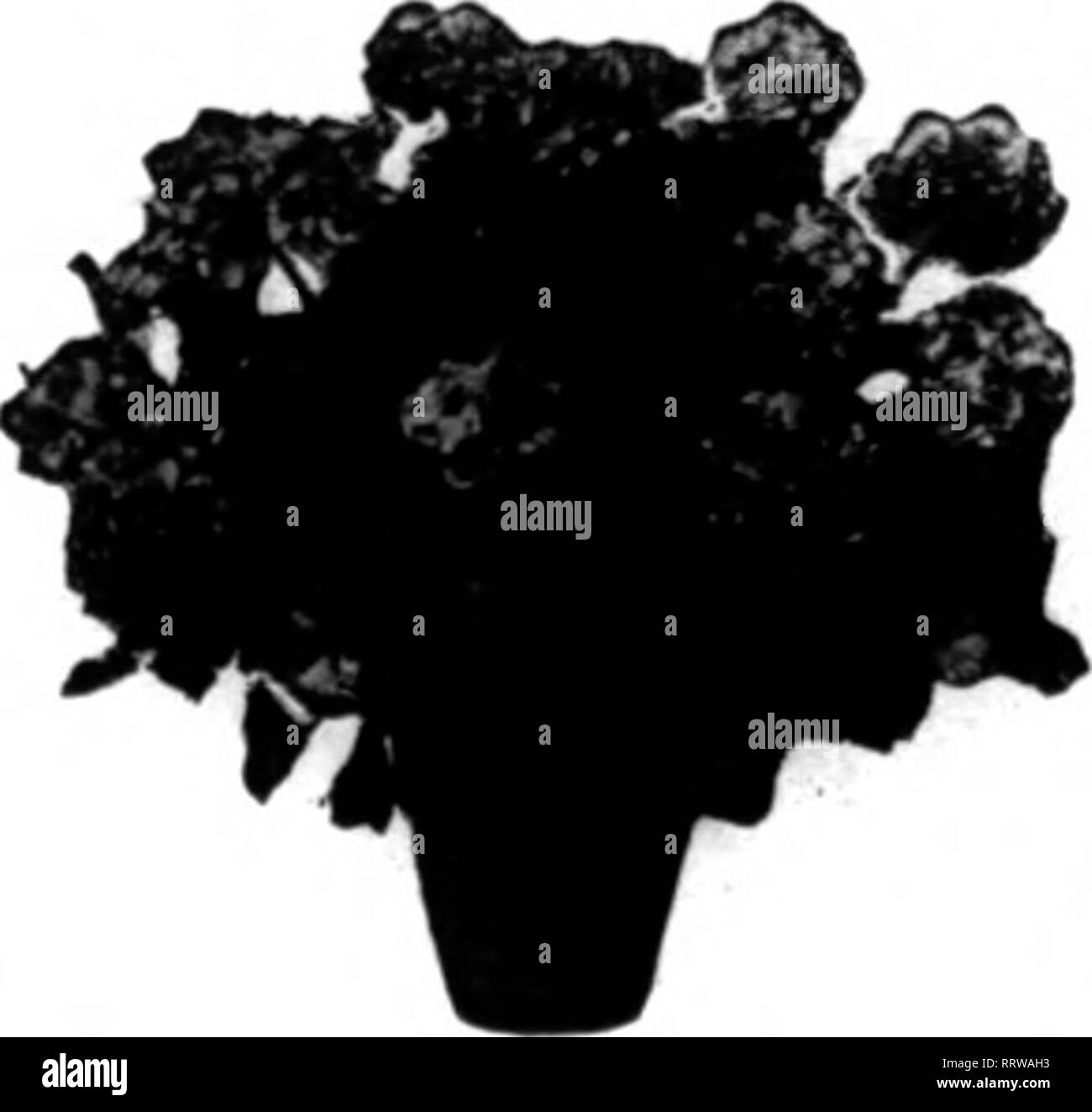 . Floristen Review [microform]. Blumenzucht. Mabch 19. 1914. Die Floristen' Bewertung 89-DURCH-Ffl^ tPP Pflanzen JOHN BADER CO JUUlJl ^m M ICUltlJ 1826 Rialto Street, N. S. Pittsburffh, Pi 10.000 AZALEEN FÜR OSTERN Wir, das größte und beste Bilanz der Azaleen für Ostern haben wir je gehabt haben; kann als viele Vander Cruyssen, wie Sie möchten. Dies ist die Sorte jegliche nach ist. Preis, 50 c, 75 c, $ 1.00, $ 1.50, $ 2.00, $ 2.50, $ 3.00, $ 3.50, $ 4,00 und $ 5,00 pro. FIRE FLY 35 c, 50 c und 75 c Jeder f Rhododendren ' ", "$ 1-50 und $ 2,00 jedes Baby Rambler Roses 25 c, 35 c, 50 c und 1,00 $ jeweils mehrere in einer Po Stockfoto