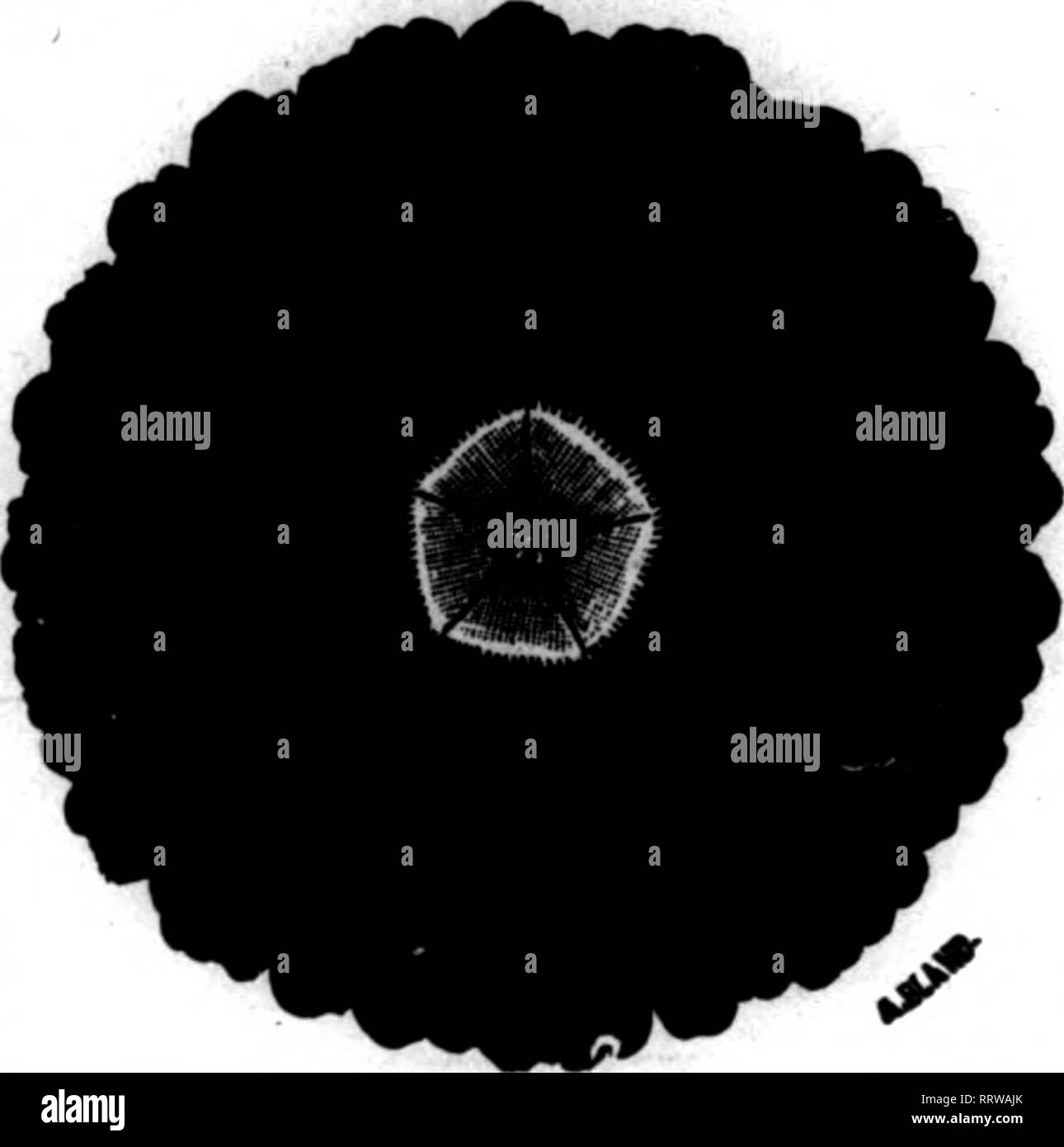 . Floristen Review [microform]. Blumenzucht. Die FLORISTEN' HAUS VON AMERIKA METALLIC DESIGNS MEMORIAL BEZAHLEN | Hut kann Ihnen die Vorstellung von etwas hart und kalt, aber ein Blick in unser Werk wird dies ein großer Fehler erweisen. Denn es sind Mengen von Designs so start=lingly natürlich, dass die Blumen scheinen lebendig. Rosen, Auto = Nationen. Vergissmeinnicht, jede Art von Blume und von Laub, perfekt in Form und Färbung, in endlosen Kombination. Unsere Metallic Designs sind Wunder der Schönheit. Proben bestellt, jetzt wäre die Zeit für größere Lieferung vor dem 30. Mai Vergessen Sie ihre Crepe Dah nicht Stockfoto