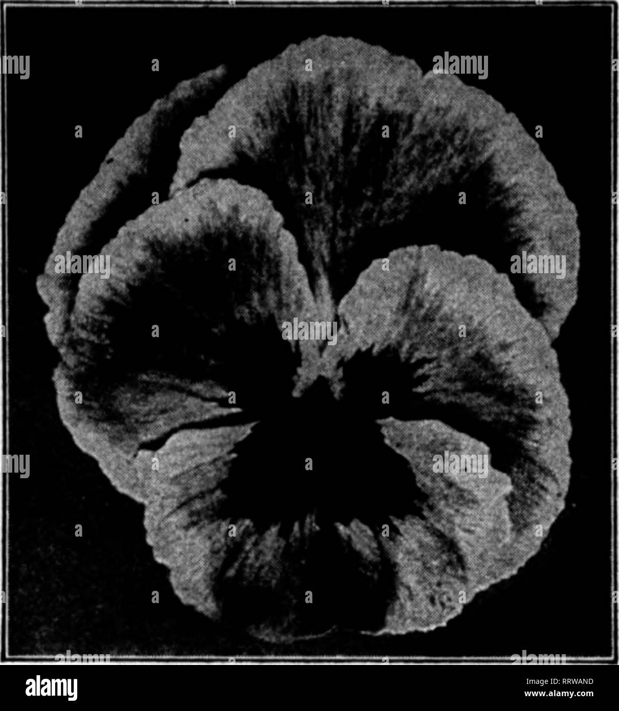 . Floristen Review [microform]. Blumenzucht. 52:. •&gt;. '?' &Lt;dem Floristen' Bewertung Juli 24, 1013 .. Stokes Standard gemischt Pansy der feinsten Sorte von riesigen stiefmütterchen ist es möglich zu produzieren. Ist eine Mischung aus den feinsten Sorten aus Frankreich, England und Deutschland. Handel pkti (2000 weds), 50c;&gt;^"., 7 SC; n., $ 2.7S; 1 ol, $ S.00;^lb., $ 18.00 riesen Tr.pkt. Oz. Der bnarnot Gestromt $ 0,60 $ 4,00 Gassier Glanto 40 S. SO riesigen Trlmardean 80 1.26 Orchidee - geblüht, yery llKbt 50 4,00 Enslish flowerins Larse - 2 S 1,00 Feine gemischt.. Ist .60 Riese Adonis 36 2.00 Giant Herr Beaoonsfield 36 2.00 riesige Bmp Stockfoto