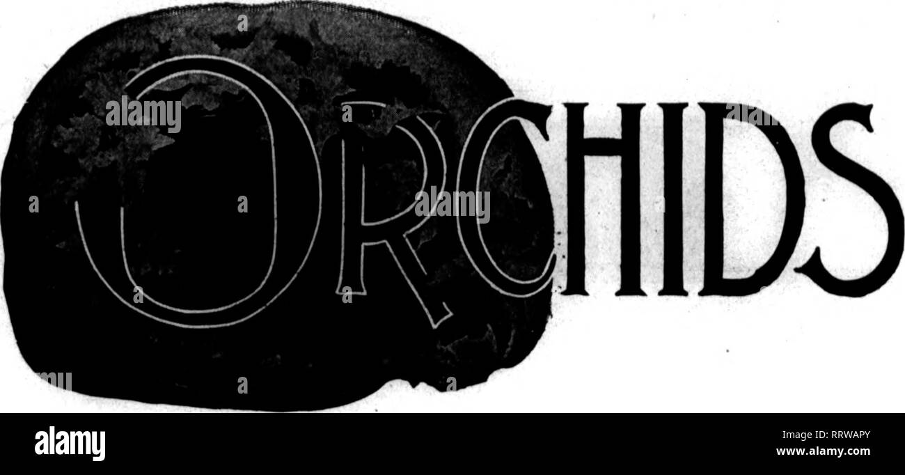 . Floristen Review [microform]. Blumenzucht. s, ,V:v^.' 14 Die Floristen' Bewertung Mat 8, 1913. Skala auf CATTLEYAS. Wir bemerken in der teresting Eeview viele Artikel über Orchideen. Letztes Jahr haben wir ein Haus mit diesem wertvollen Werk bestückt und jetzt feststellen, dass Es gibt vier verschiedene Arten von Schuppen wieder an verschiedenen Orten. Eine Form ist oval, mit braunen, harten Schale; einer ist klein, rund und schwarz und weiß; eine kleine, gelblich, und man ist ähnlich zu mehlig Bug. Wird Zyanid effek- tive in kleinen Dosen, sagen, ein Viertel von einer Unze bis 1.000 Kubikfuß, einmal in der Woche, oder Räuchern mit einigen Stockfoto