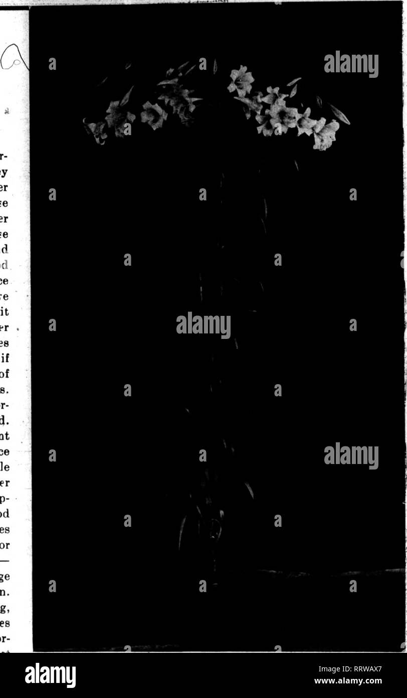 . Floristen Review [microform]. Blumenzucht. 114 HCU 19,, 1914. Die Floristen Review Liliuih Formosum der große Wert von Lilium Für-mosum ist aufgrund der Tatsache, dass Sie in den Wintermonaten blühenden können unter durchschnittlichen Gewächshaus, besser als jede andere weiße Lilie. Sie sind bereit für Uee in einer Zeit, in der die Lilien sind gefragt und bringen gute Erträge. Gute Lampen dieser Sorte wird knapp und teuer in diesem Herbst - wir meinen gute Formosum. Jetzt spielt es keine Rolle, wie gut ein Züchter Sie haben, wie gut Ihre Einrichtungen sind für wachsende, oder wer Sie sind - wenn Sie eine gute Ernte von l möchten Stockfoto