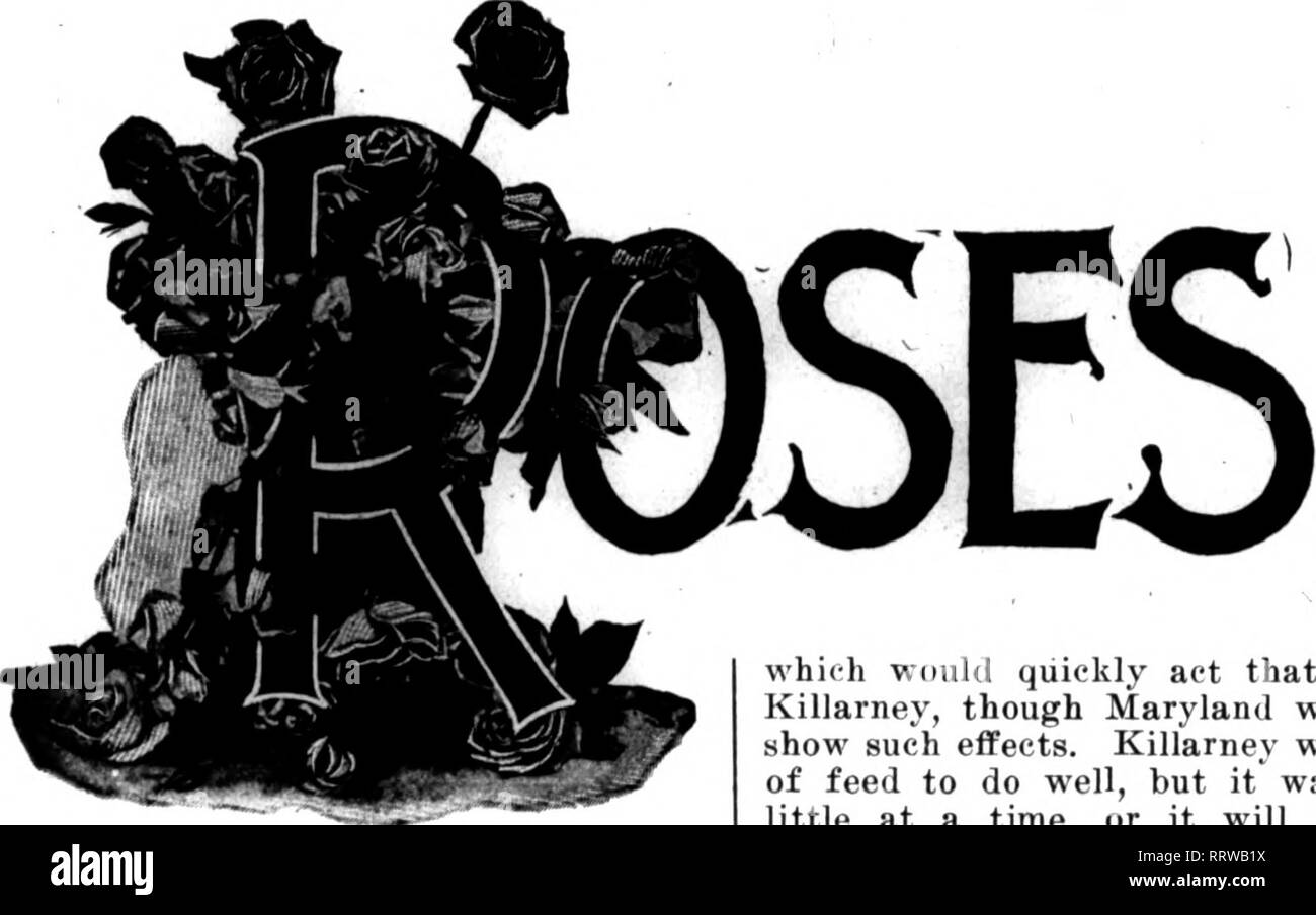 . Floristen Review [microform]. Blumenzucht. 10 Die Floristen^ Review September 4, 1913. gegen Hagel Schäden kann natürlich variieren in Kosten in verschiedenen Gemeinden. Die fol-genden ist Frau Kramer's gegliederten Staat- lung der Materialien und Kosten bei Mau - Kato, Kan.: Zehn rollen Viiueli mesh Halle Bildschirm ICH 12 O. O0 Kigliteen 12-Fuß Telefonmasten 15.30 20 tj Füße % Zoll eiserne Leitung 8.24 loa Füße% - lnch verzinktem Rohr 7.21 zwölf 2-Fuß-lion Beiträge 3,50 zwölf 5-Fuß-Bügeleisen Bars. 4,50 Herd - Leitung Leitung .70 Verbrauchsmaterialien ,75 Arbeit, nbont 25,00 Insgesamt $ 183.20 Ob oder nicht würde sich eine praktische]) roposition f Stockfoto