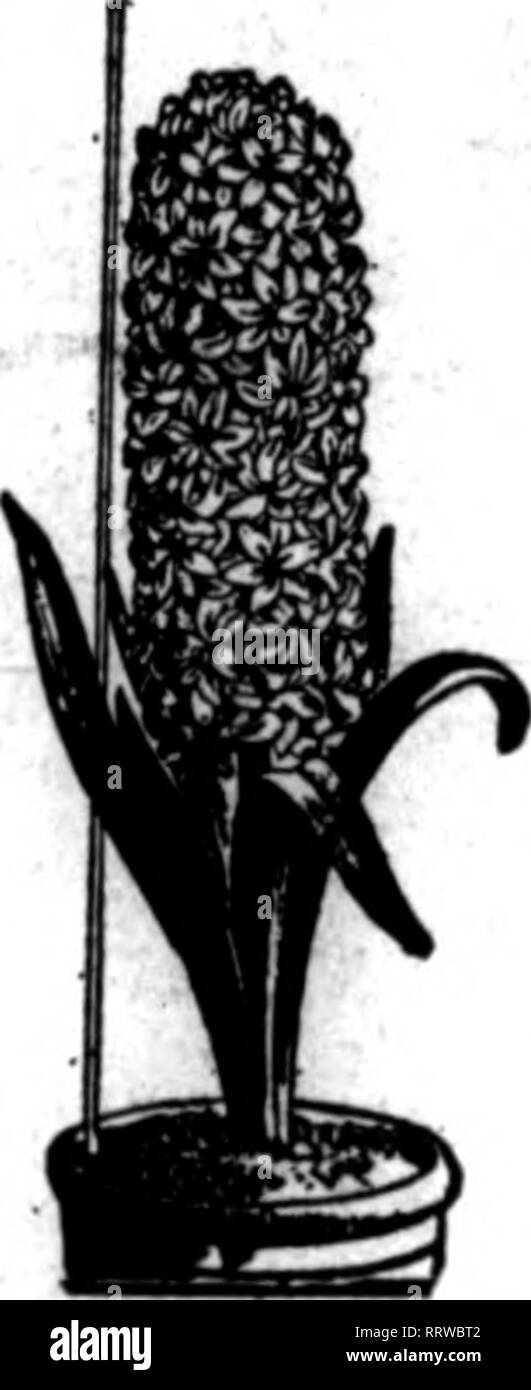 . Floristen Review [microform]. Blumenzucht. Weiß oder Grün emailliert Friedhof oder RASEN BLUMENVASEN [Peterson Patent] Diese irlve perfekte Mtls-Aktion zu Ihrem cuatomera. In zwei EUEN,? 4-Zoll planU der rosafarbenen und weißen Cochet 27,50 pro 1000 Chrysantheme Pflanzen in voller agsortment, sauber und in perfekter Gesundheit: sehen Sie unsere cataiogne für Beschreibungen. Die standard Sorten, $ 3,00 pro 100; $ 26,00 pro 1000. CHRY 80 L 0 RA UND RÖMISCHEN GOLD $ 4,00 pro ICO; $ 36,00 pro 1000 DIE E. G. HILL CO., Richmond, Ind NBW SCHARLACHROTE NELKE der Verkünder ZWEI JAHRE DER SIEGER ÜBER ALLE SCARLETS 100 Besten blüht Alle sca Stockfoto
