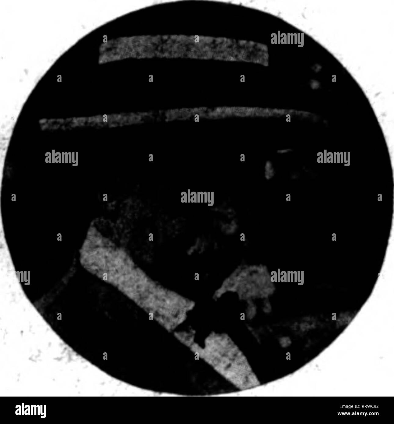 . Floristen Review [microform]. Blumenzucht. Herr Wintzcr und ich werde es zu zeigen und Sie über die wirklich wundervolle Cannas des Cooard &Amp; Jones Entwicklung erzählen. Alle unsere Ausstellung in Minneapolis im letzten Jahr verkauften wir zu einem Mann. Jemand wird Sie erhalten dieses Jahr. Sie sind die Crème de la Crème unserer Lager.. Jedes ein top-Notcher. Wenn Sie möchten, sprechen bis zum ersten Menschen, der spricht. Hier sind einige von denen, die in unserer ex-hibit Sammlung: Wintzer der kolossalen, Wm. Saunders. Rosea Gigantea, Liebreiz, Kate F. Deemer. Me-teor. Olympio, Frau A. F. CSonard, Panama, Rundumleuchte und Mar Stockfoto