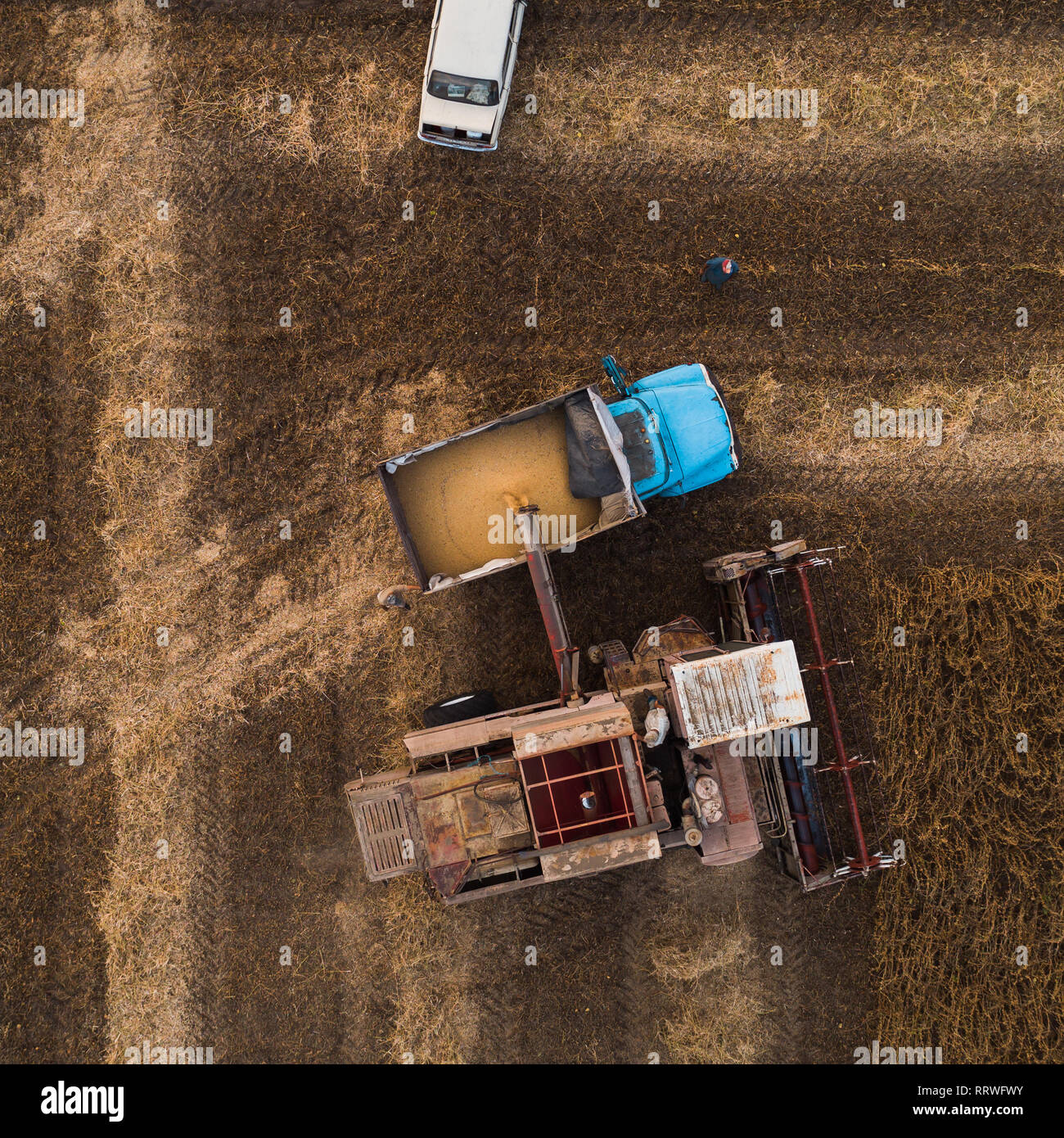 Eine alte Retro kombinieren entlädt Sojabohnen Samen in der Rückseite eines LKW für den Transport in den Getreidespeicher. In der Ukraine. Luftaufnahme. Stockfoto