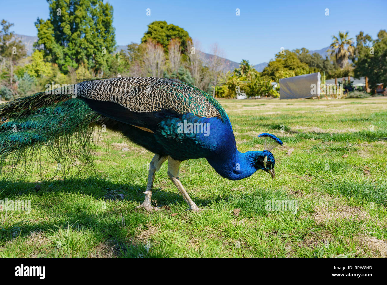 Peacock Wandern in den Wald in Los Angeles, Kalifornien Stockfoto