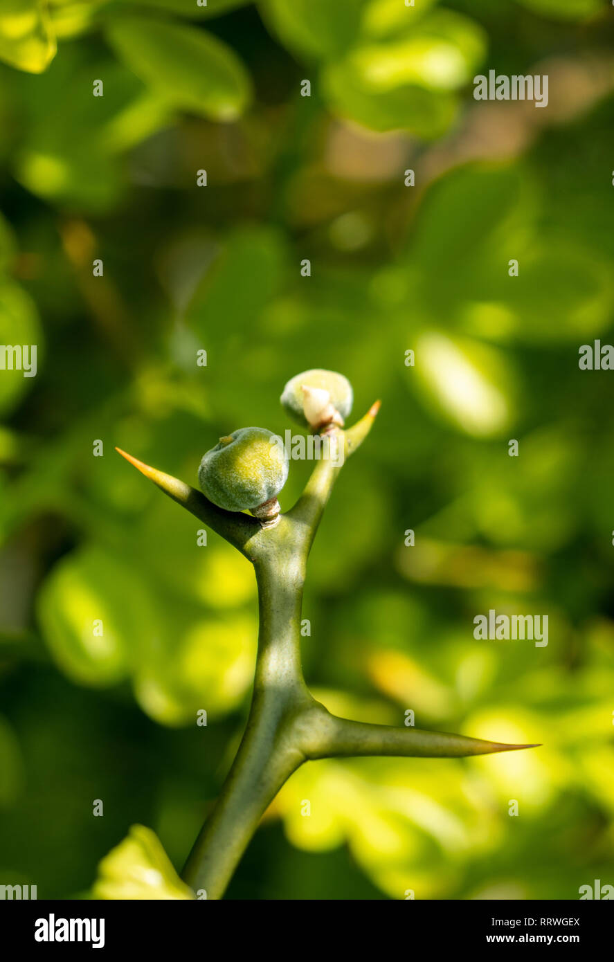 Makroaufnahme einer Zitrone Früchte in der frühen Wachstumsphase auf einem Zweig in grüne Frucht Wald Plantage - Bild alternative Gesundheits-, Wellness-, Beauty- und Lebensmittelindustrie Stockfoto