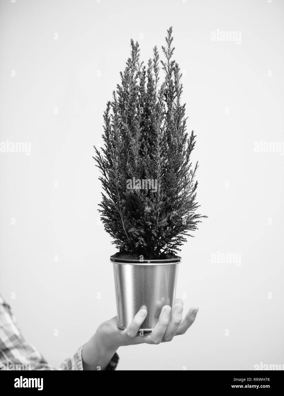 Weibliche Hand, die gegen die weißen Hintergrund eine kleine Tanne gewinnen gelb Goldenen Topf - Weihnachten Zubereitung Geschenk Konzept - vertikale Foto Schwarz und Weiß Stockfoto