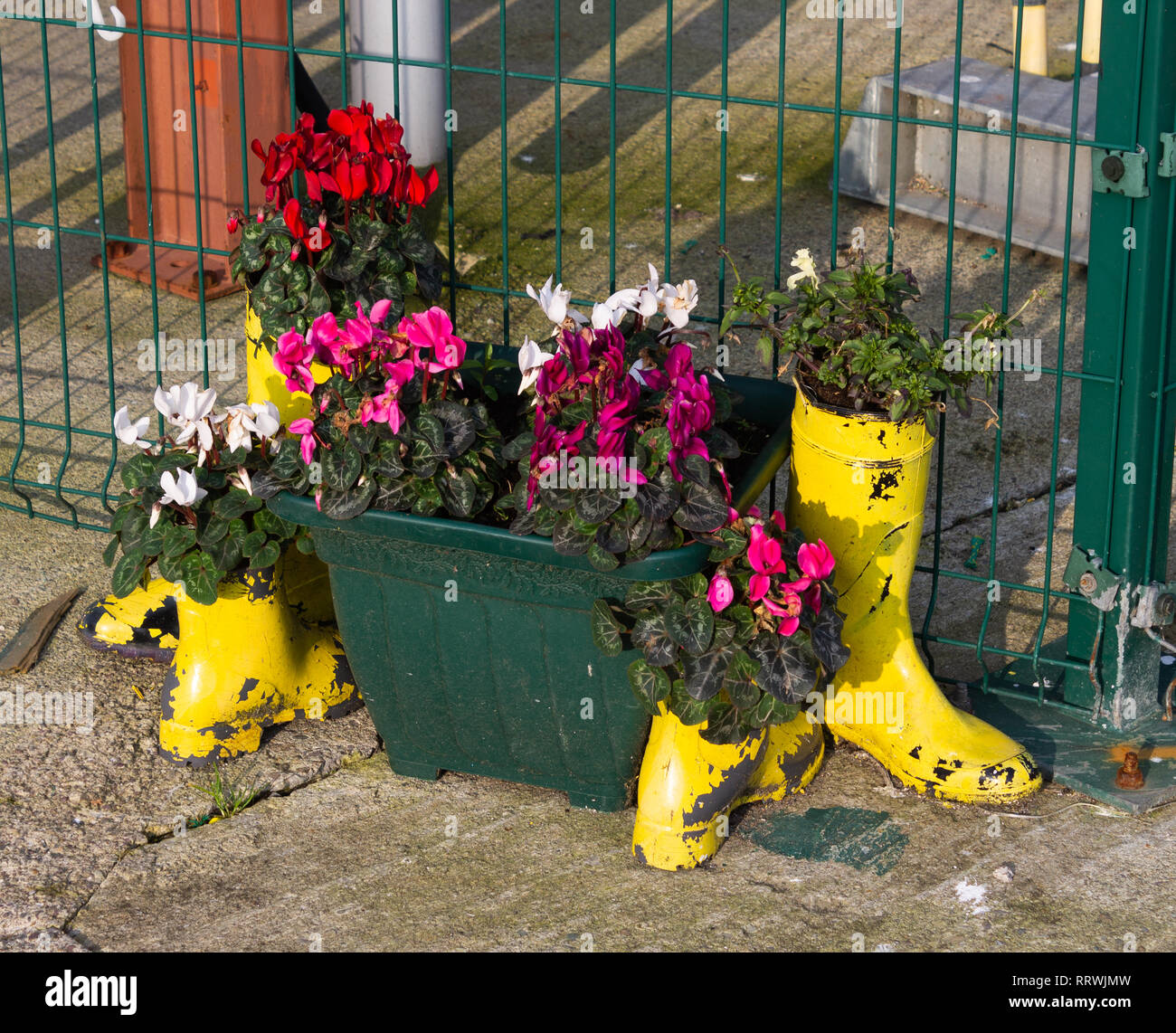 Blühende Alpenveilchen in Feld Pflanzmaschinen gepflanzt, gelb Wellington boot Pflanzmaschinen oder Blumentöpfe Stockfoto
