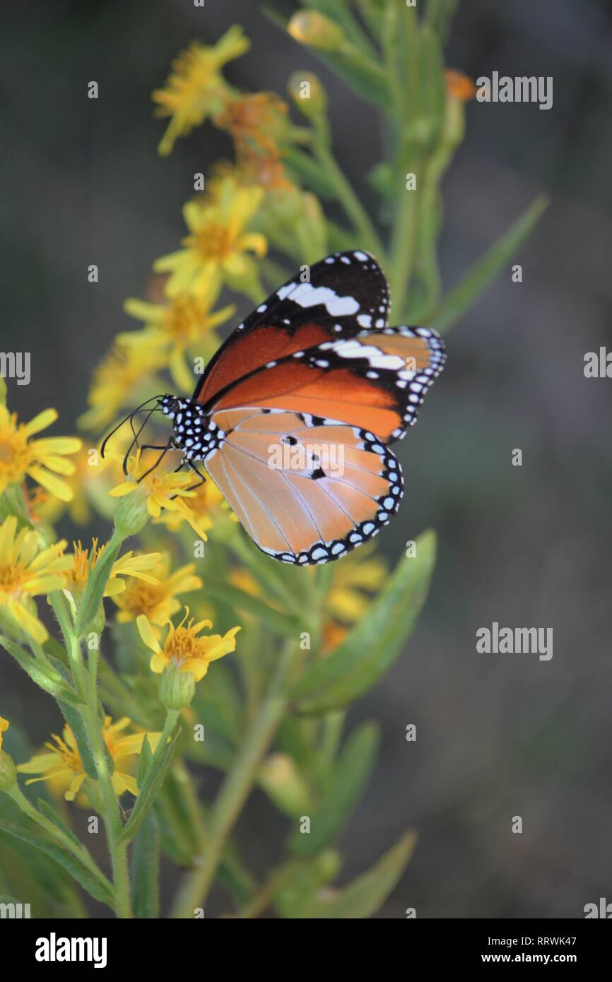 Afrikanischer Monarch (Danaus chrysippus) Orosei, Sardinien, Italien Stockfoto
