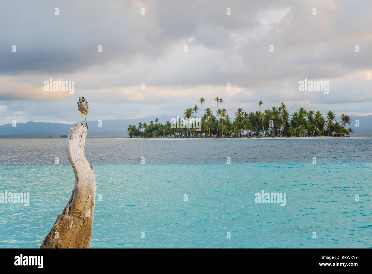Vogel auf Baumstamm mit Ozean und Palm Tree Island Hintergrund Stockfoto
