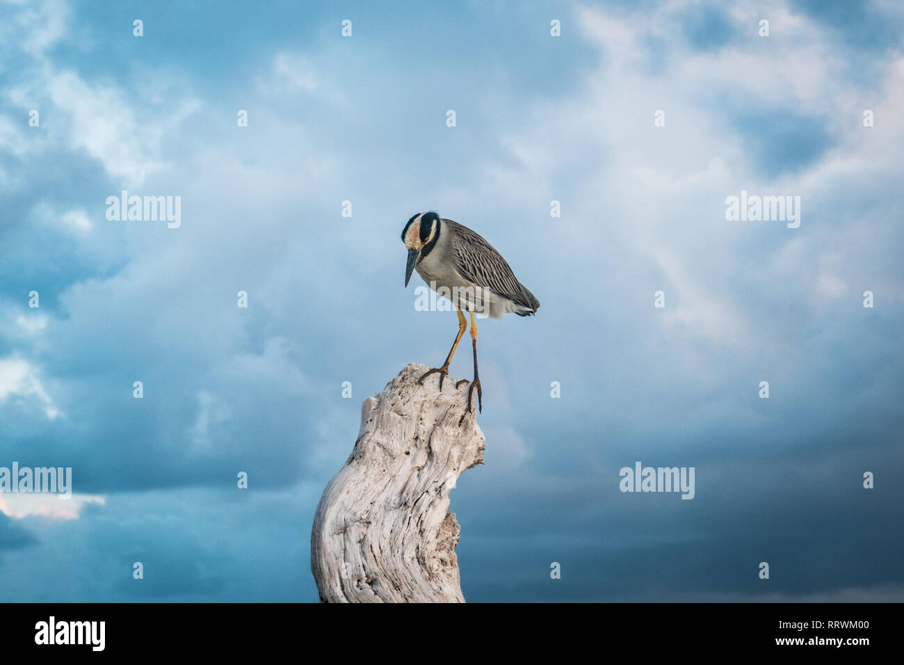 Vogel auf Baumstamm mit Cloud Hintergrund isoliert - Stockfoto