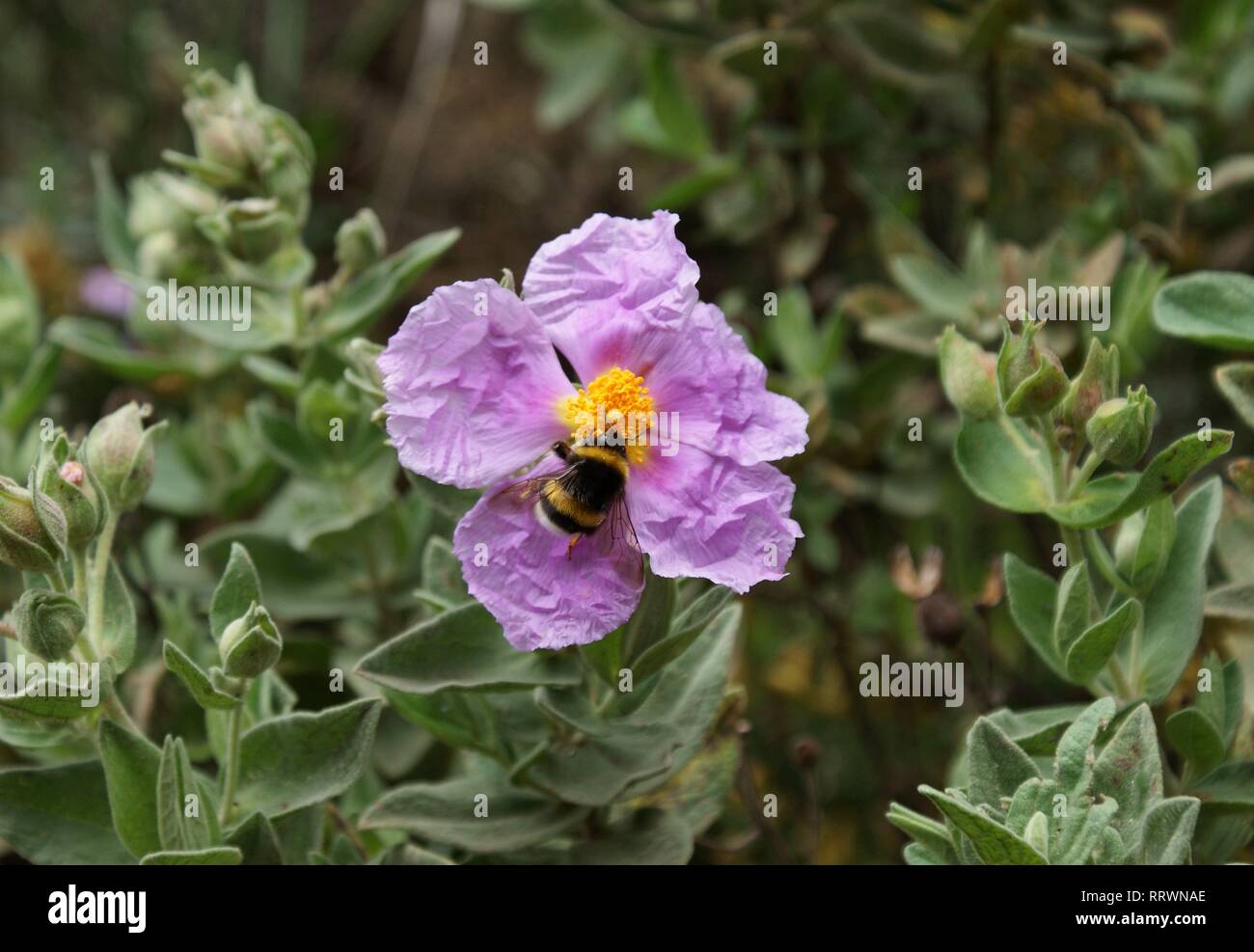 Bombus terrestris. Buff-tailed Bumblebee. Große Erde Bumblebee Stockfoto