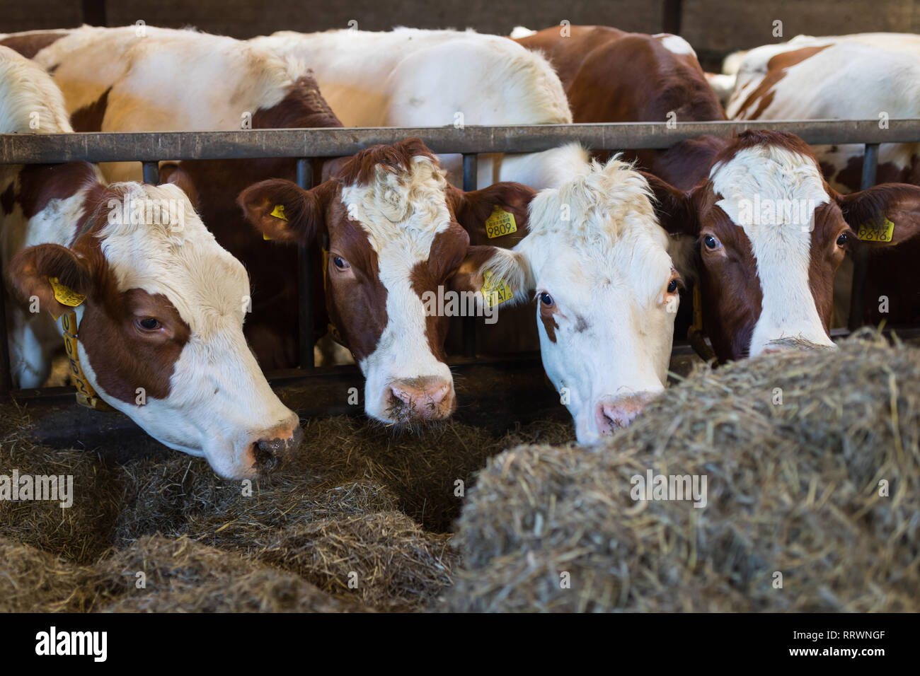 Red Holstein MRI Kühe indoor essen Heu in der Scheune Stockfoto