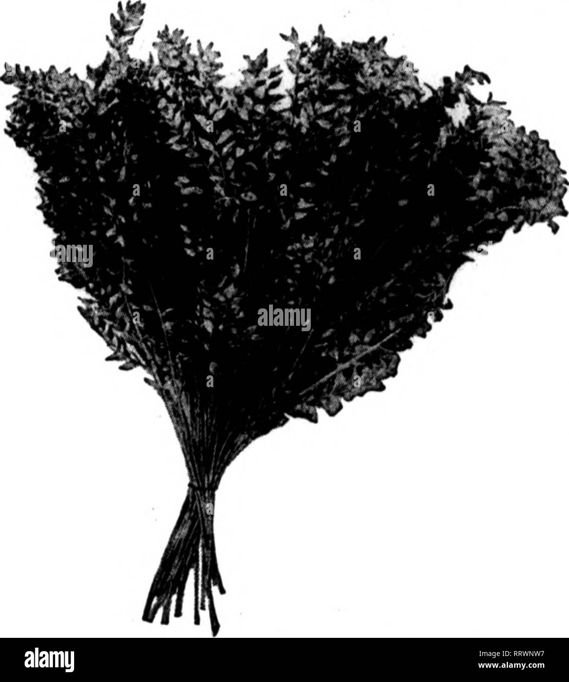 . Floristen Review [microform]. Blumenzucht. Januar 30, 1913. Die Floristen^ Review 48 für Frühling Dekorationen. Natürliche QREEN Amerikanische Eiche Sprays Sprays aus amerikanischer Eiche erscheinen in Ihrem Dekorationen nur ein - sie an den Bäumen tun, denn sie sind die natürlichen&gt;wissenschaftlich haltbar gemacht und sind auch FIRE-PROOF. Amerikanische Eiche Sträucher sind der ideale Foliasre für die Herstellung von Kränzen. RUSCUS in pnrple, Weiß" und getönt weiß für Eaiter. MAGNOLIA BLÄTTER bewahrt und gefärbt! Pnrple, Grün, Rot und bronse. Wir haben eine große Fabrik ausschließlich auf die Vorbereitung der Natürlichen foliages und sind Kopf-quar gewidmet Stockfoto
