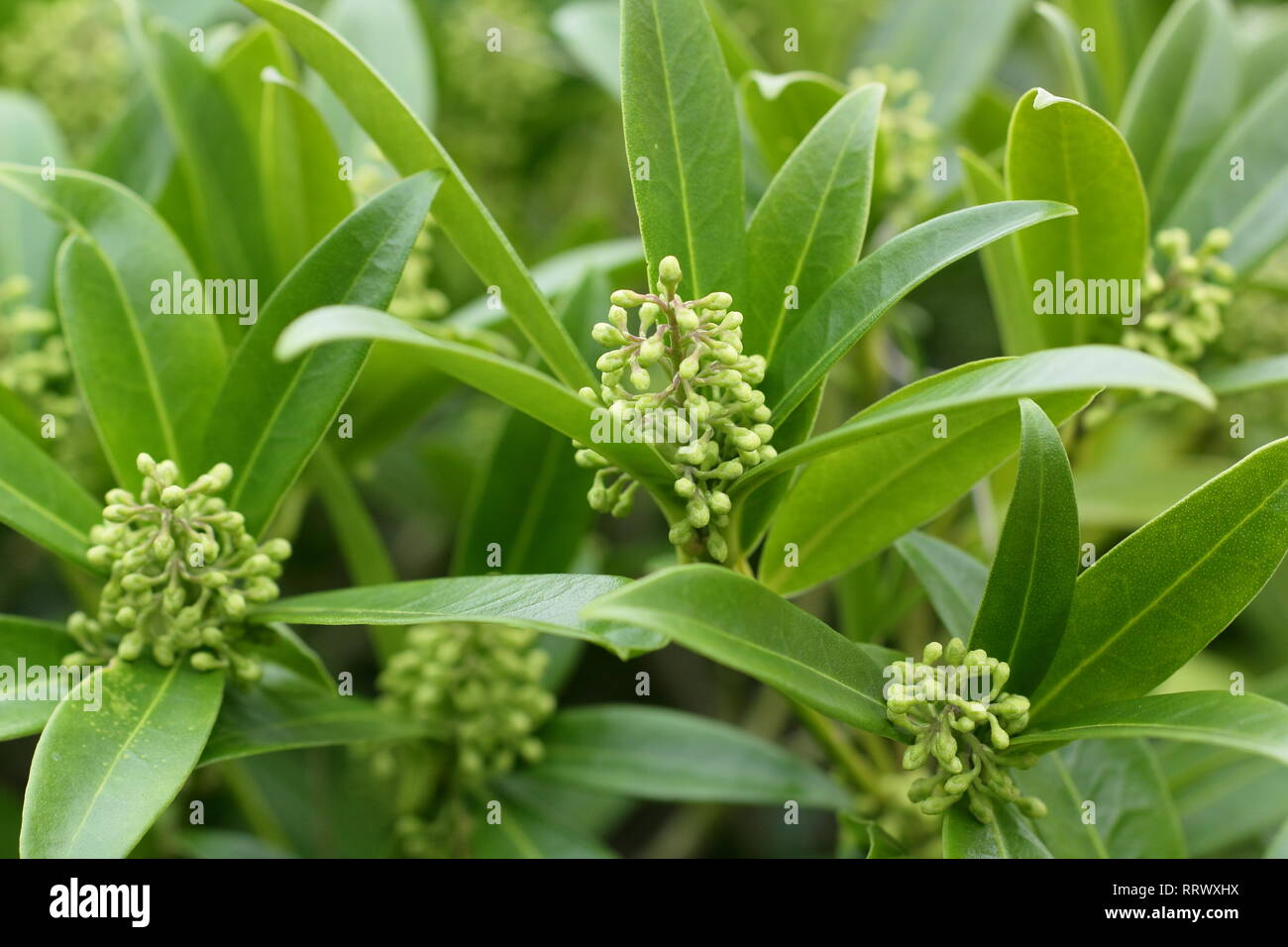 X Skima confusa 'Kew Green'. Cluster von Skimmia Kew Green Blumen im Winter - Januar, UK Garten. Hauptversammlung Stockfoto